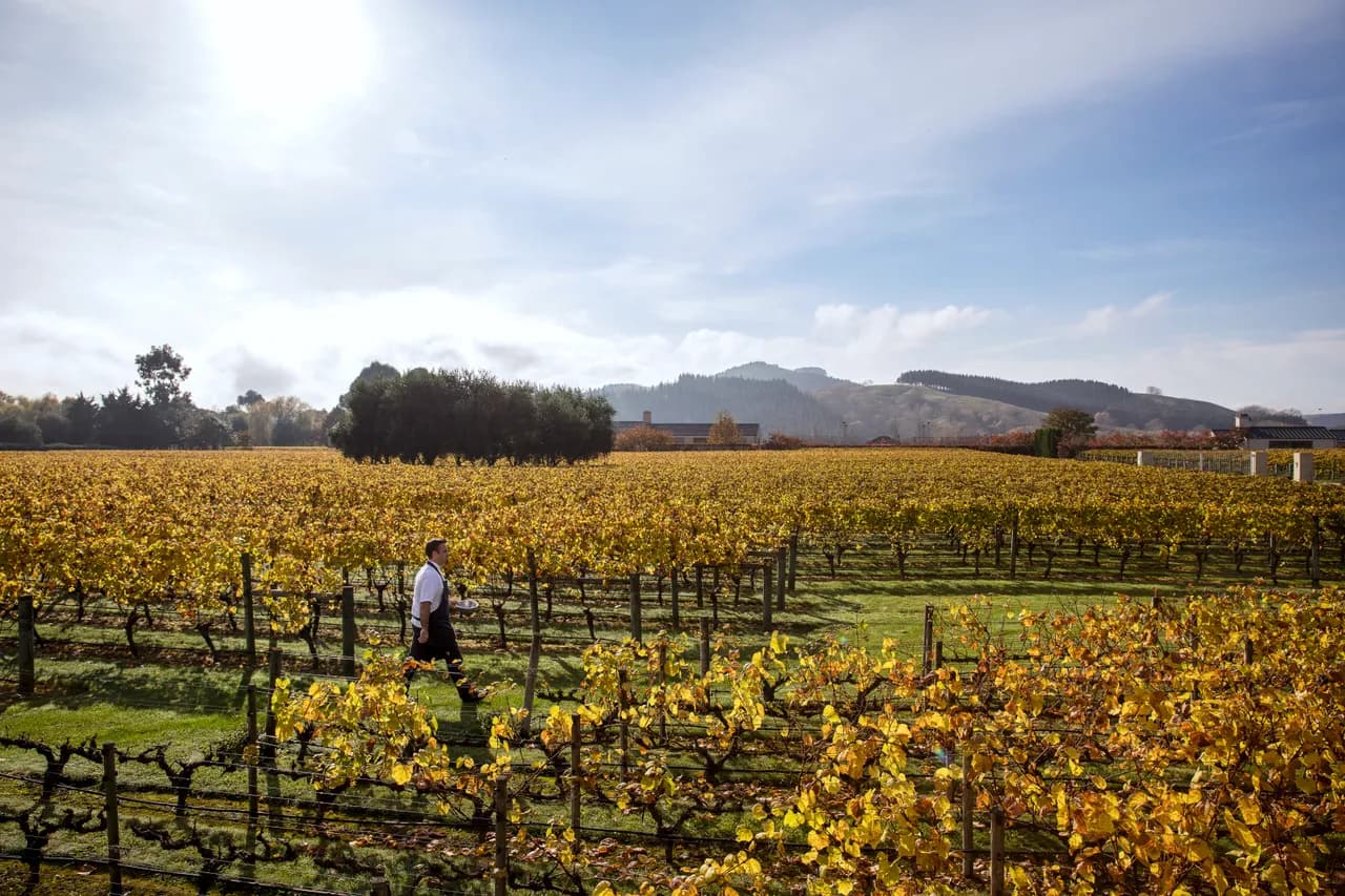 New Zealand wine: beyond sauvignon blanc