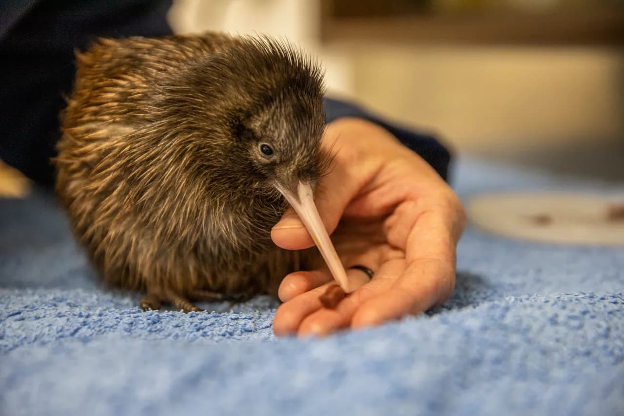 New Zealand wildlife: where to find the rarest species on Earth