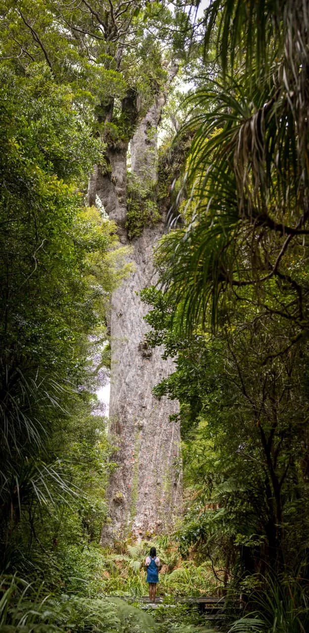 Kauri Cliffs, Cape Kidnappers, Matakauri: how the three compare