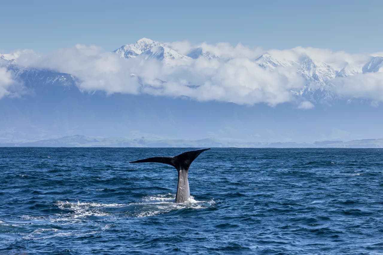 Kaikoura