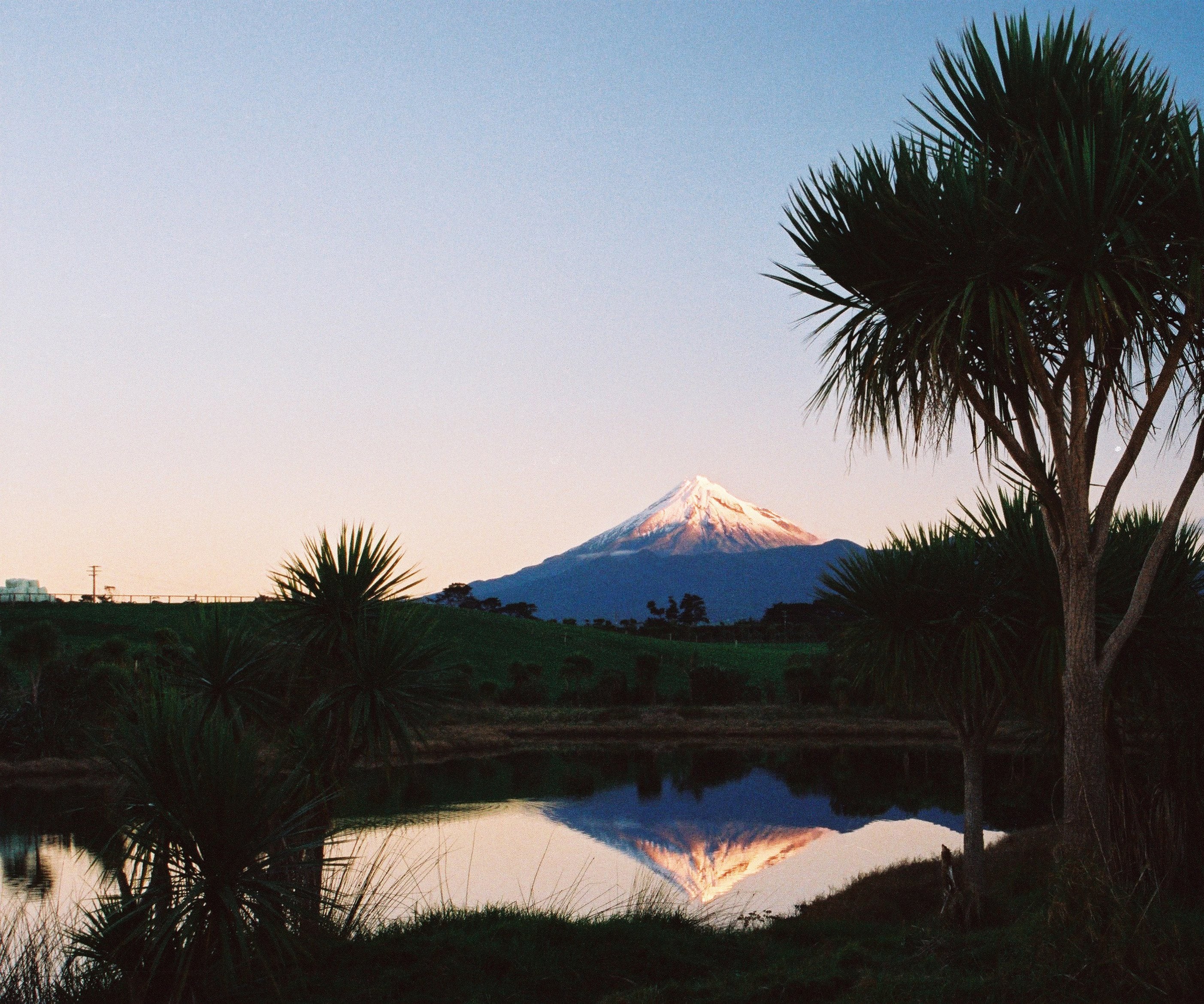 Taranaki at dawn beyond cabbage trees, reflected in still water