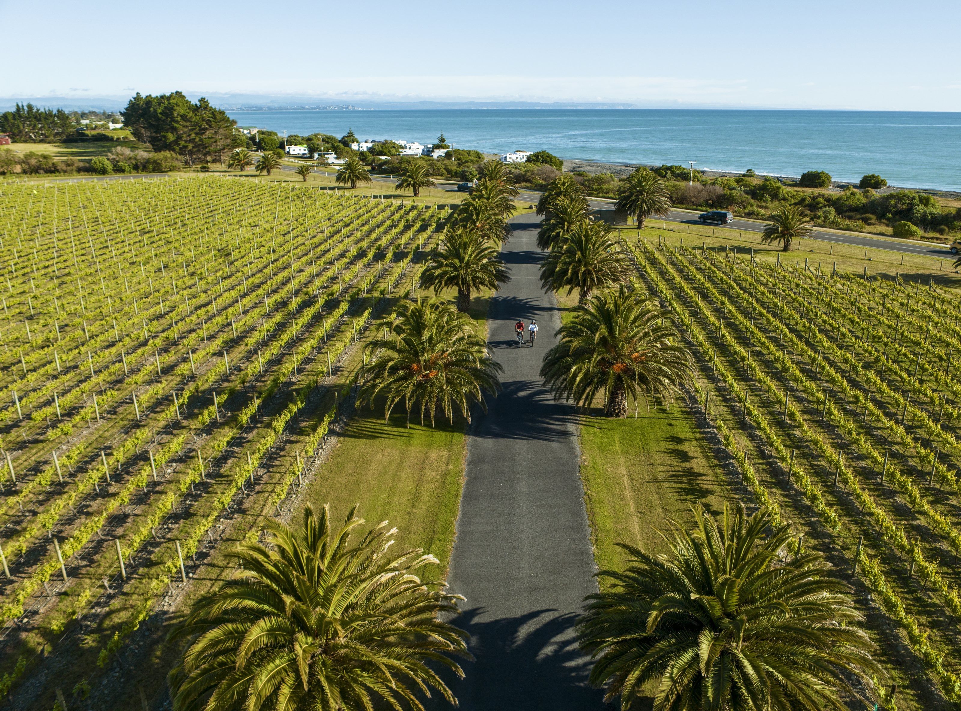 Two cyclists on a palm-lined path between vineyard rows beside the sea, Hawke's Bay