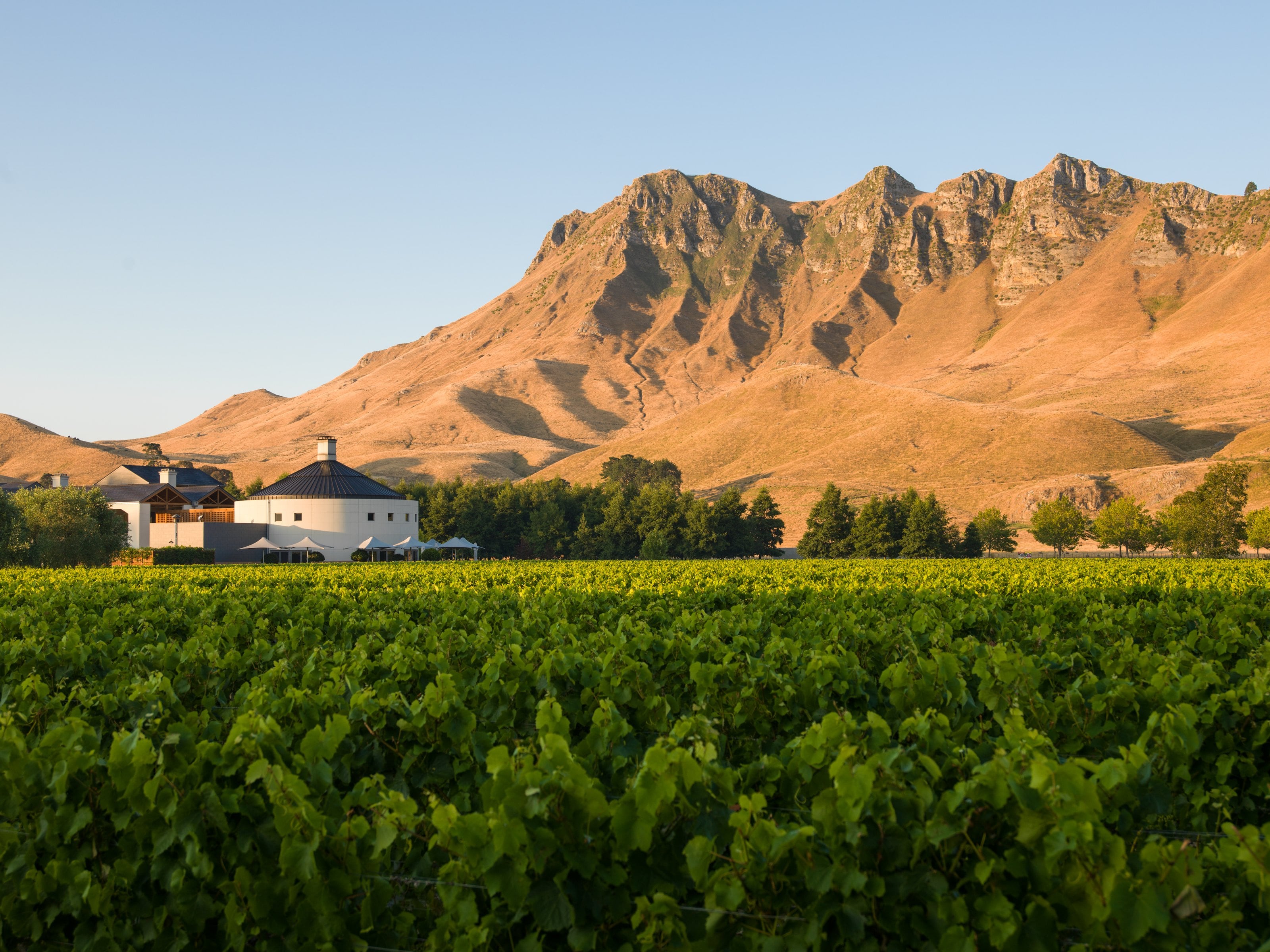 Craggy Range winery below the bare slopes of Te Mata Peak, Hawke's Bay, vines in the foreground