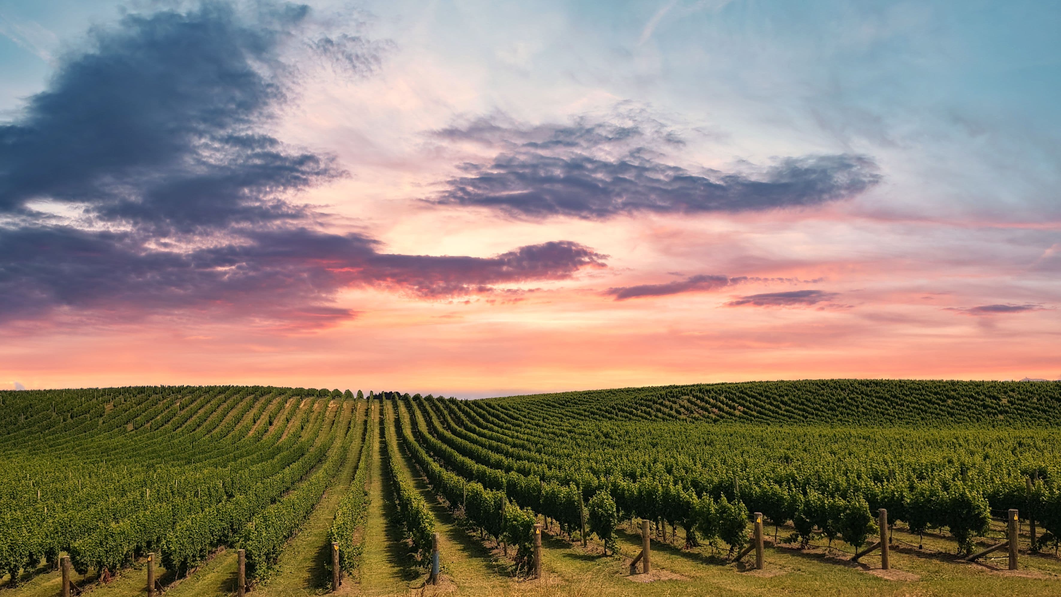 Hawke's Bay: One of the Great Wine Capitals of the World